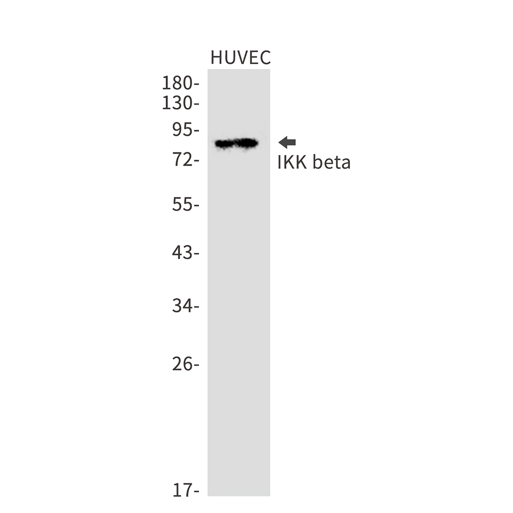 Rabbit monoclonal antibody