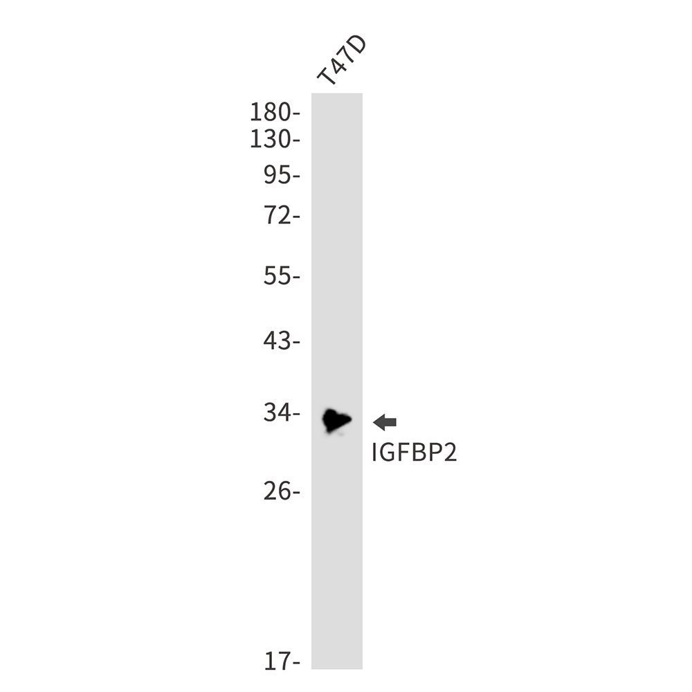 Rabbit monoclonal antibody