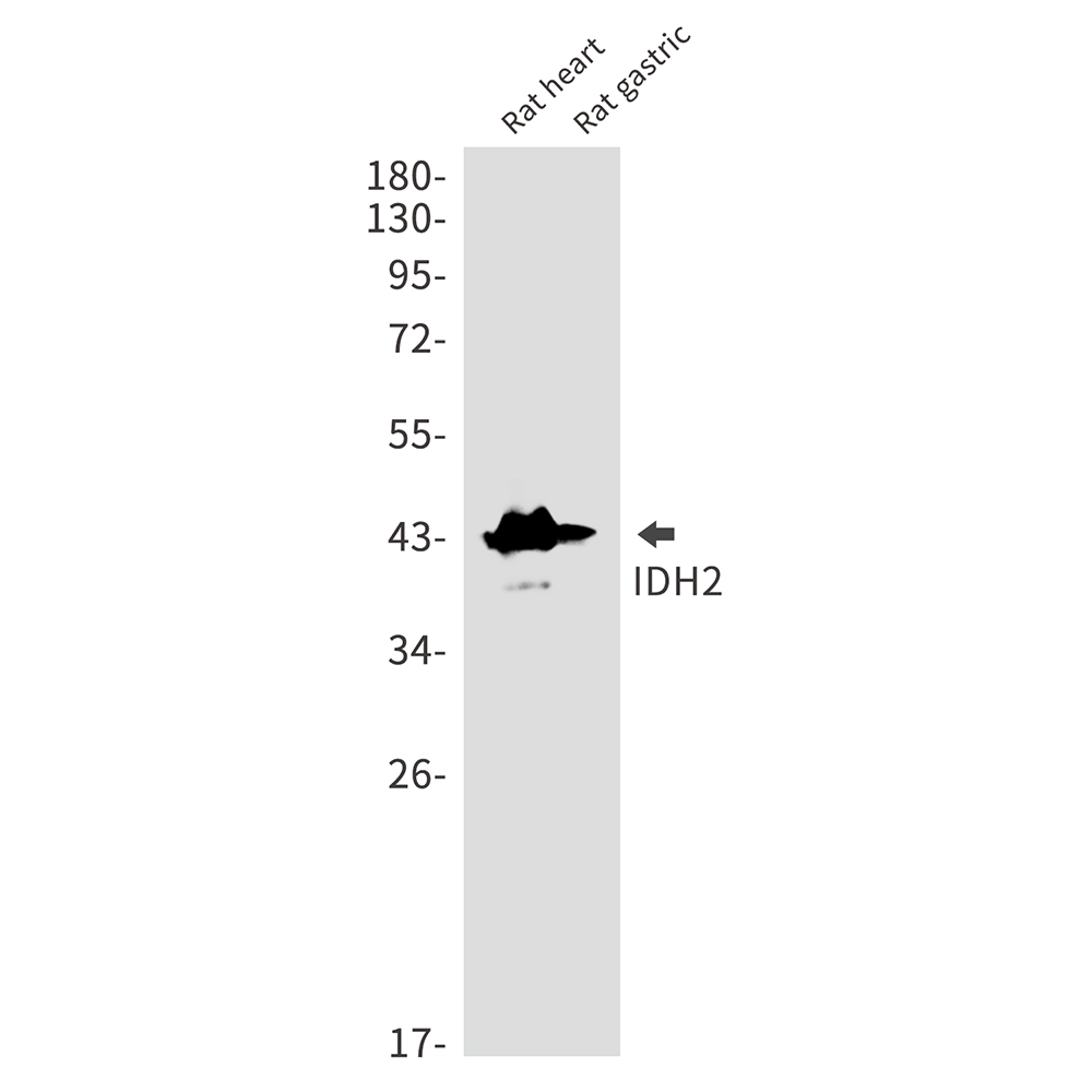 Rabbit monoclonal antibody