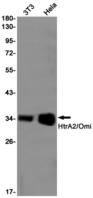 Rabbit monoclonal antibody