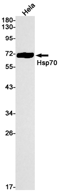 Rabbit monoclonal antibody