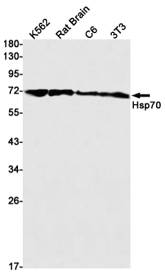 Rabbit monoclonal antibody