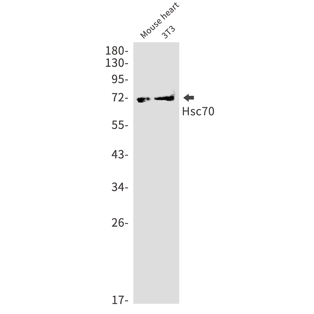 Rabbit monoclonal antibody