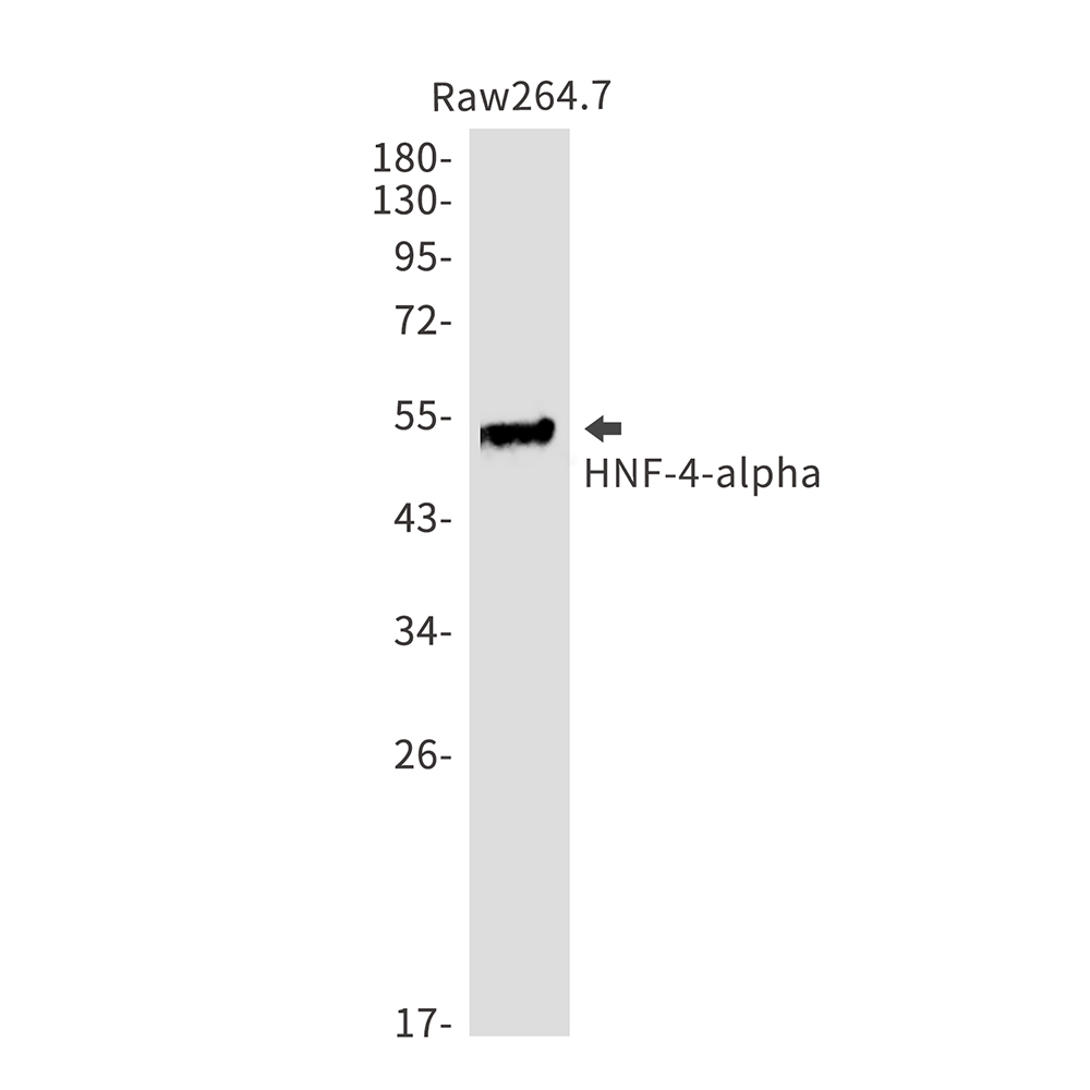 Rabbit monoclonal antibody