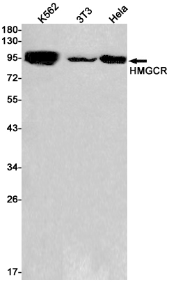 Rabbit monoclonal antibody