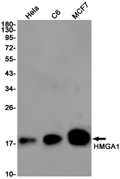 Rabbit monoclonal antibody