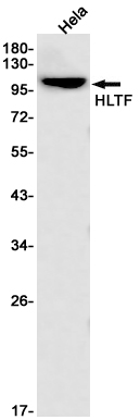 Rabbit monoclonal antibody