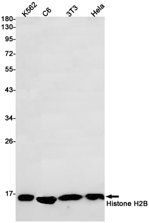 Rabbit monoclonal antibody