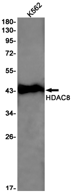Rabbit monoclonal antibody