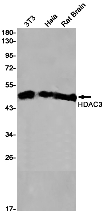 Rabbit monoclonal antibody