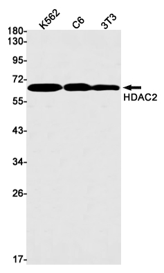 Rabbit monoclonal antibody