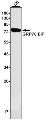 Rabbit monoclonal antibody