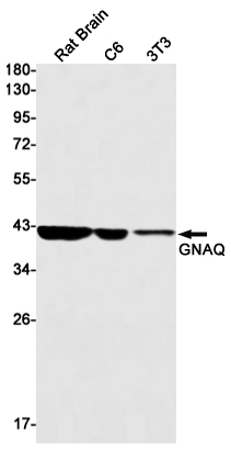 Rabbit monoclonal antibody