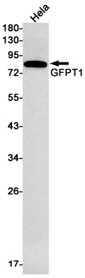Rabbit monoclonal antibody