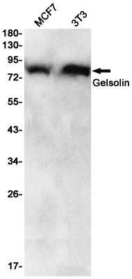 Rabbit monoclonal antibody