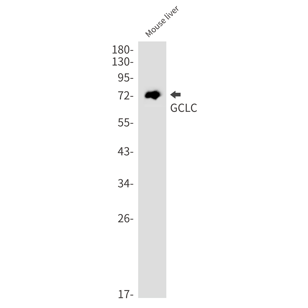 Rabbit monoclonal antibody