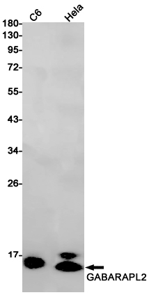 Rabbit monoclonal antibody