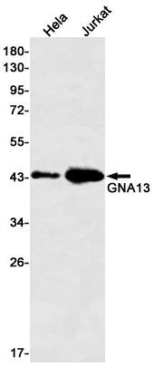 Rabbit monoclonal antibody