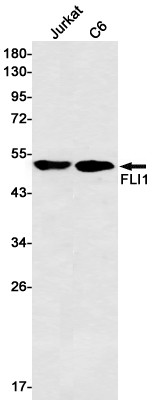 Rabbit monoclonal antibody