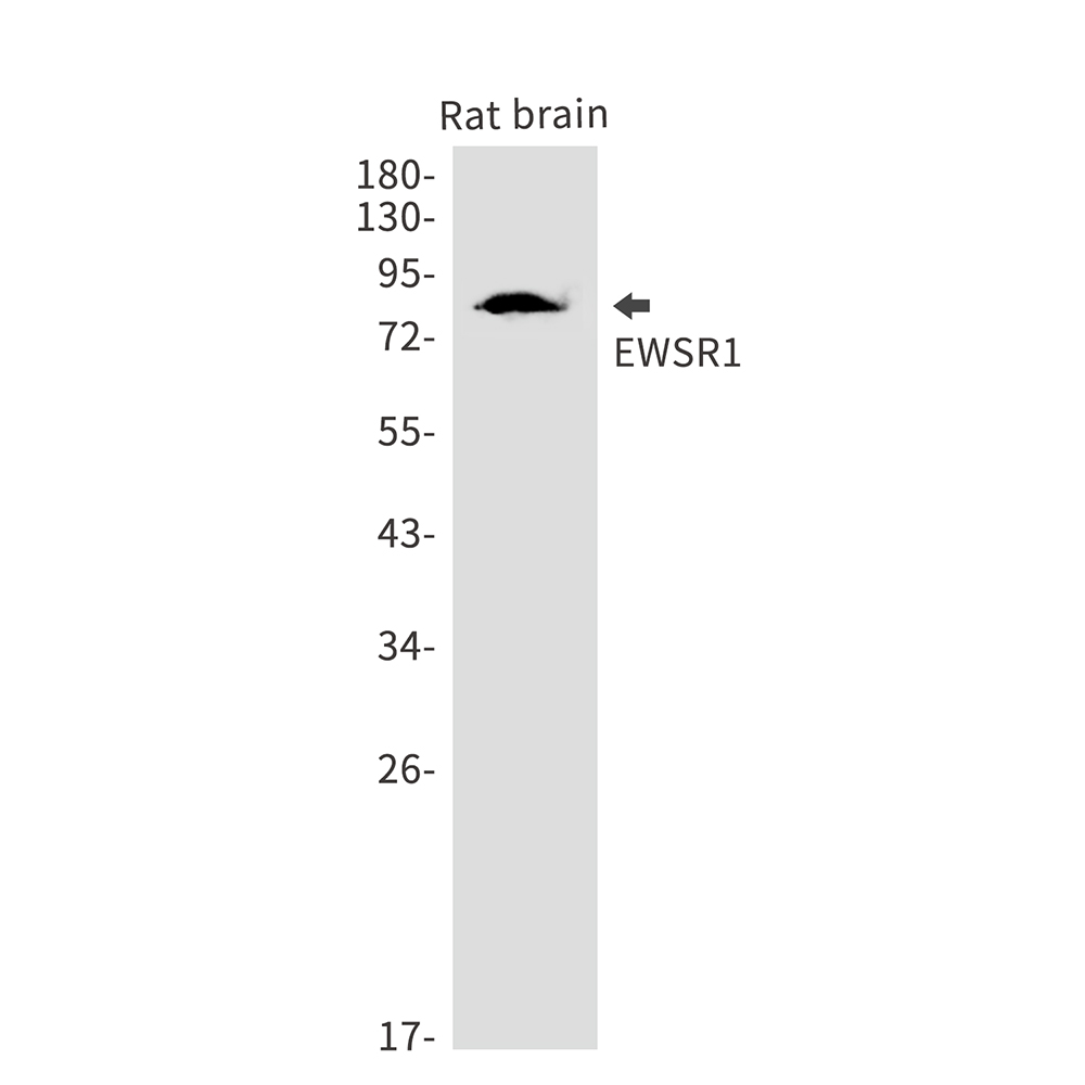 Rabbit monoclonal antibody