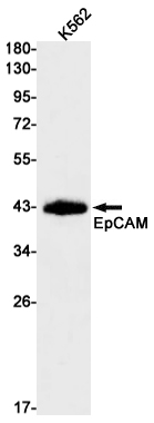 Rabbit monoclonal antibody