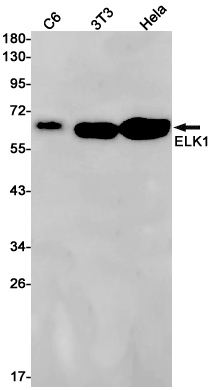 Rabbit monoclonal antibody