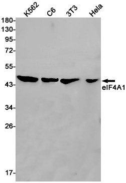 Rabbit monoclonal antibody
