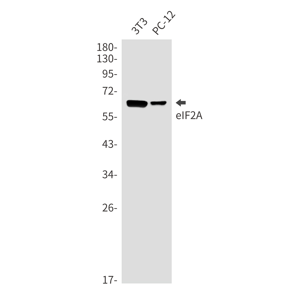 Rabbit monoclonal antibody