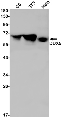 Rabbit monoclonal antibody
