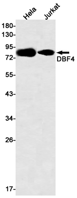 Rabbit monoclonal antibody