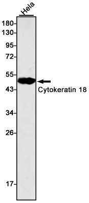 Rabbit monoclonal antibody