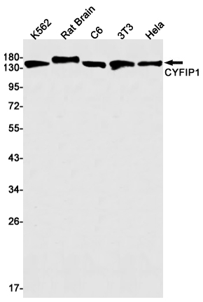 Rabbit monoclonal antibody