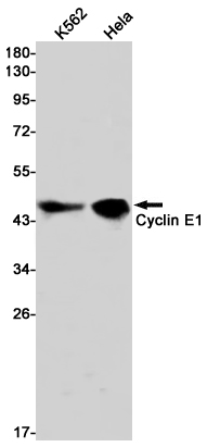 Rabbit monoclonal antibody
