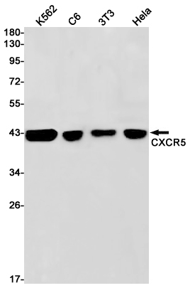 Rabbit monoclonal antibody