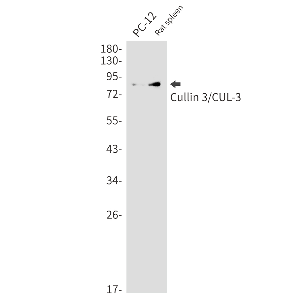 Rabbit monoclonal antibody