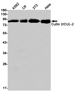 Rabbit monoclonal antibody