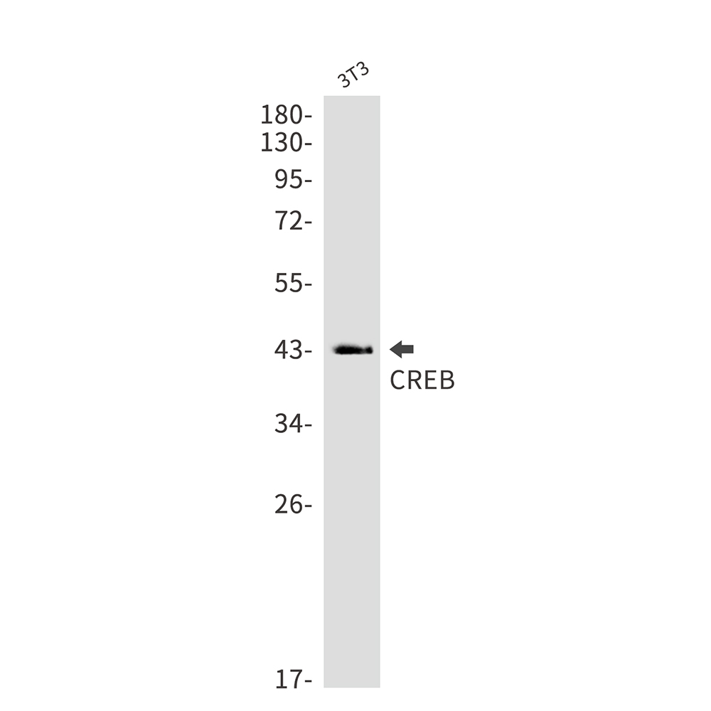 Rabbit monoclonal antibody