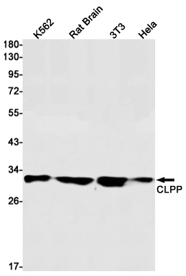 Rabbit monoclonal antibody