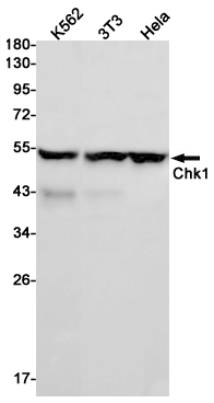 Rabbit monoclonal antibody