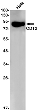 Rabbit monoclonal antibody