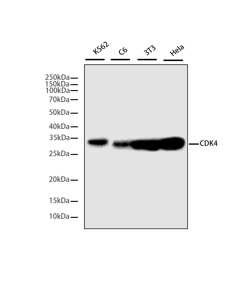 Rabbit monoclonal antibody
