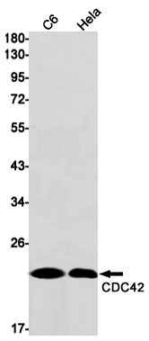 Rabbit monoclonal antibody