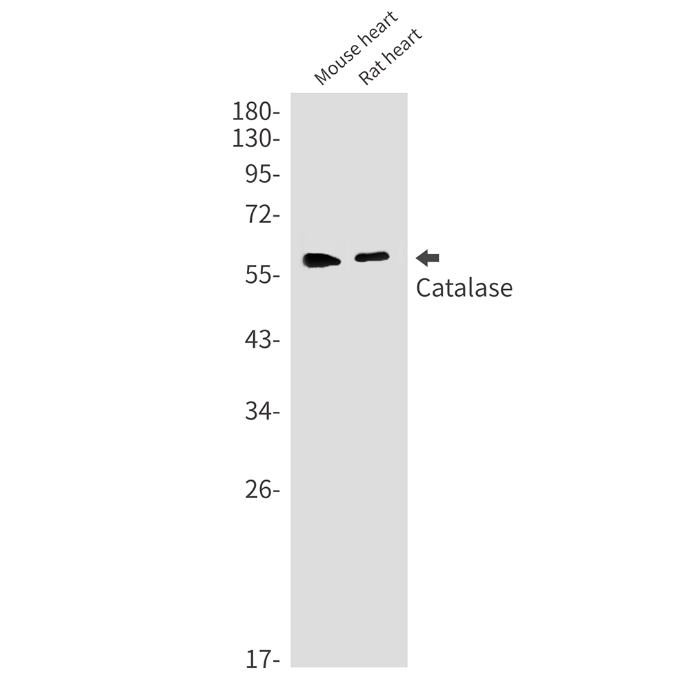 Rabbit monoclonal antibody