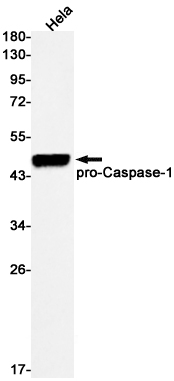Rabbit monoclonal antibody