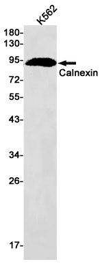 Rabbit monoclonal antibody