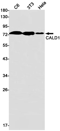 Rabbit monoclonal antibody