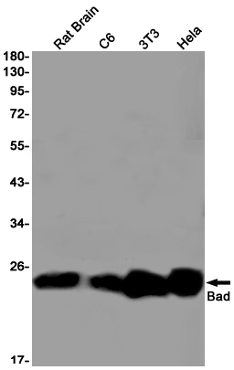 Rabbit monoclonal antibody