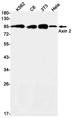 Rabbit monoclonal antibody