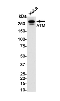 Rabbit monoclonal antibody
