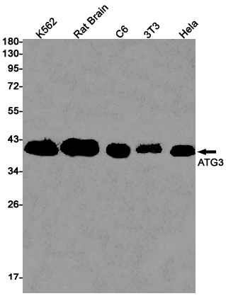 Rabbit monoclonal antibody